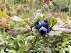 Wild blueberries found at Whitestone Lake in Ontario.