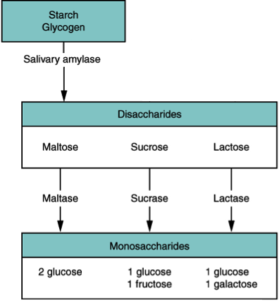 Anatomy