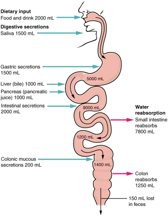 Anatomy