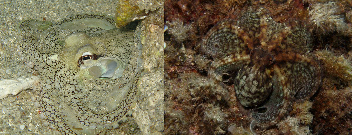 Photos of octopuses. How does information get from the eyes to the skin?