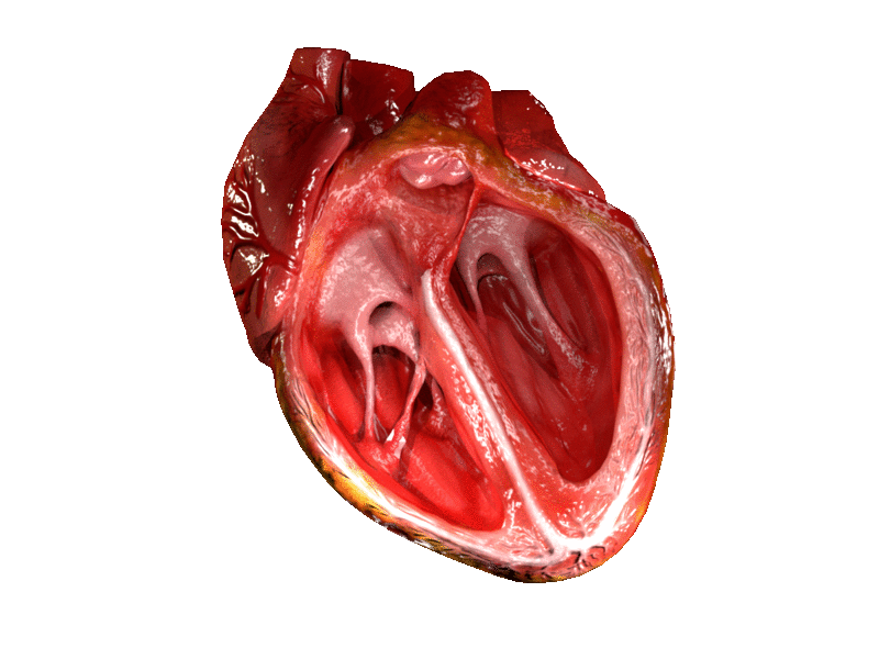 The human heart: A muscle with valves, attached to various tubes..