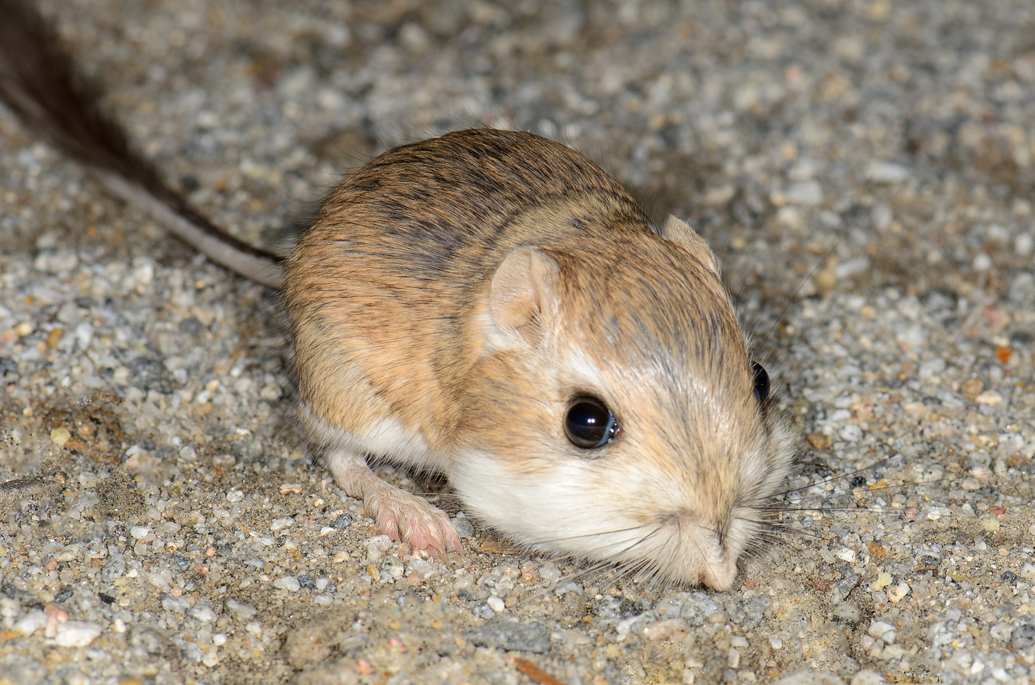a little rodent in the desert, with cheeks full of seeds