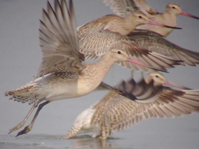 birds taking flight