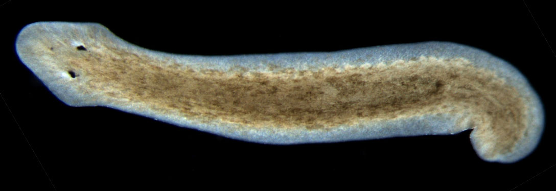 Photograph of a planarian flatworm that has a distinct head with two eyespots.
