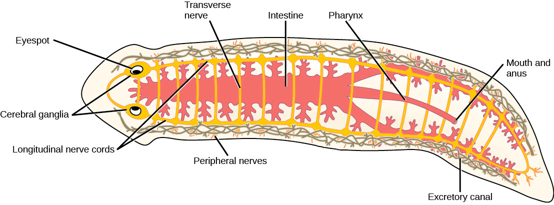 Schematic diagram of the internal organs of the same flatworm.