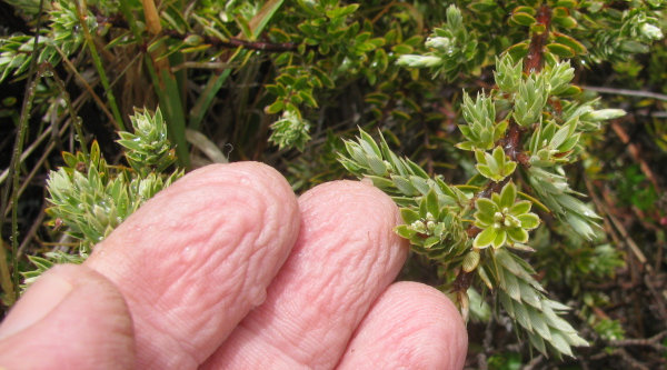 Prune fingers from a rain-soaked hike in Hawaii. Prune fingers from a rain-soaked hike in Hawaii.