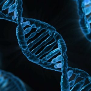 A strand of DNA.