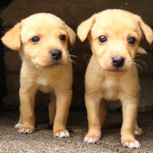 Two nearly identical puppies stand side by side." title="Two nearly identical puppies stand side by side.