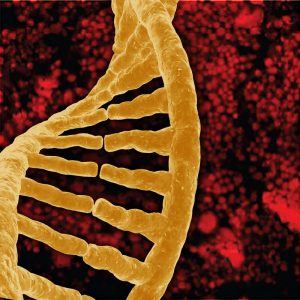 A DNA single strand