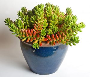 A common house plant, the jelly bean plant.