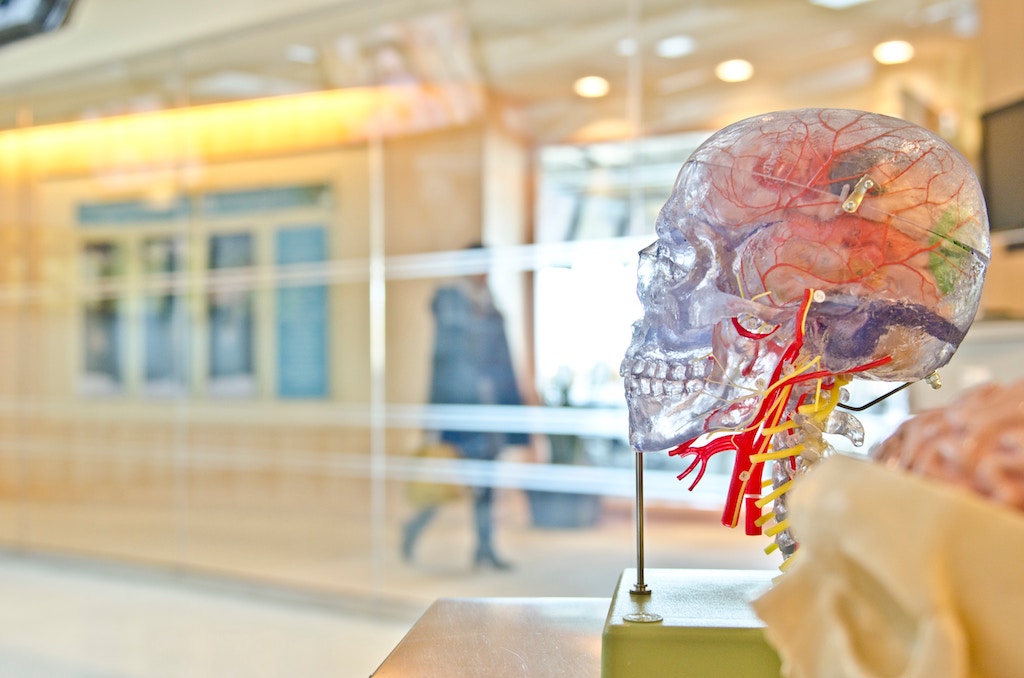 A mounted, plastic replica of a skull with different colors representing different anatomical structures (e.g., blood vessels in red).
