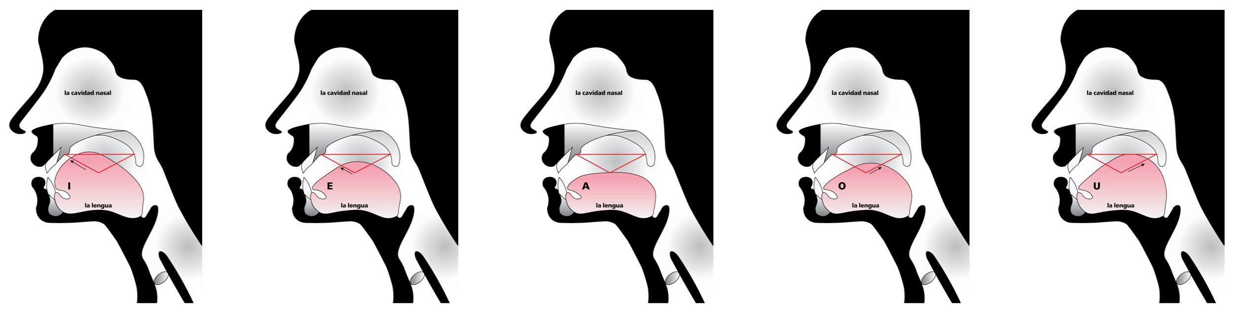thumbnails of all 5 mouth position anatomical drawings in one sketch
