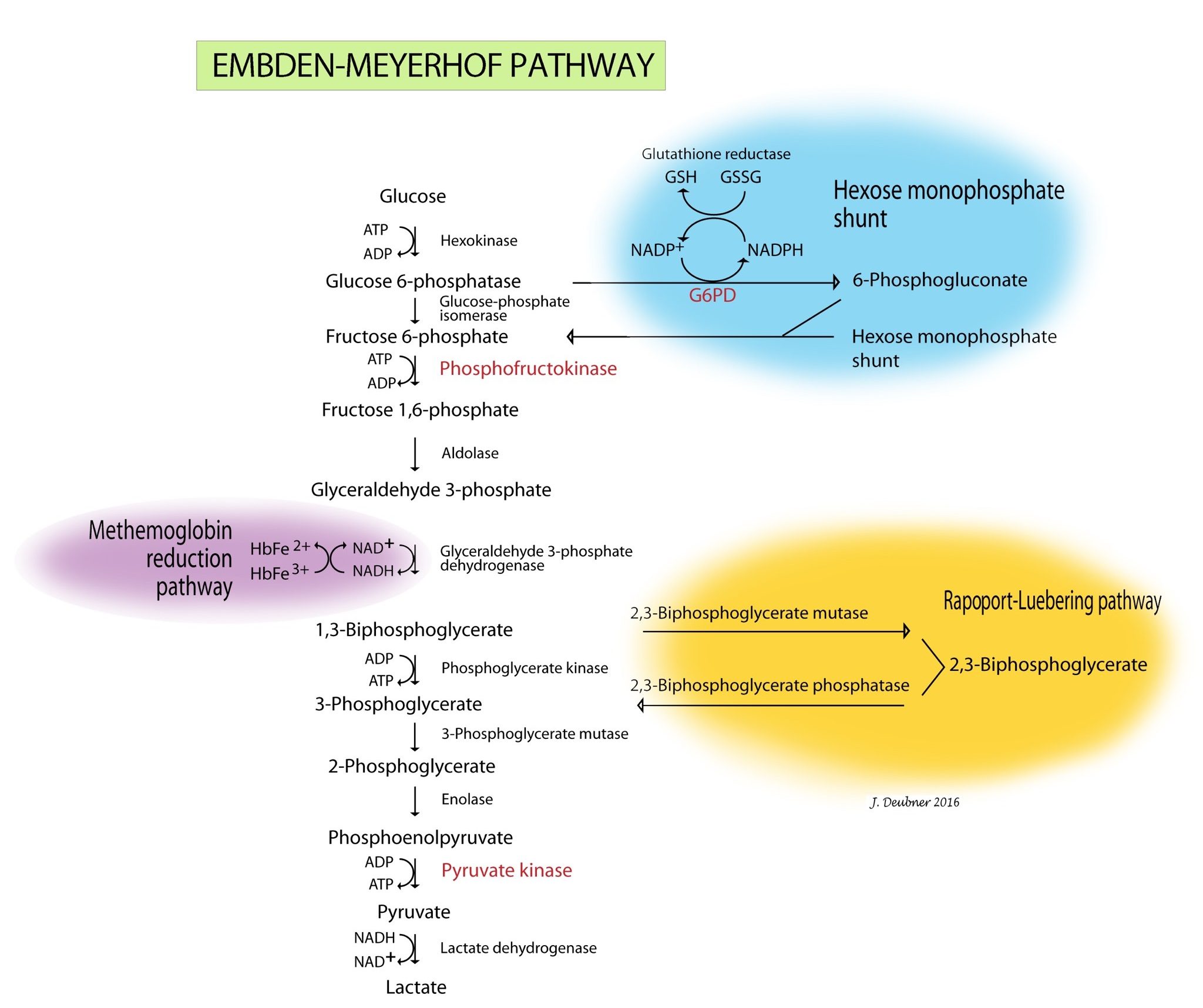 Figure 1.31 Erythrocyte metabolism showing the Embden-Meyerhof pathway and its interactions with the hexose monophosphate shunt, the methemoglobin reduction pathway, and the Rapoport-Luebering pathway.