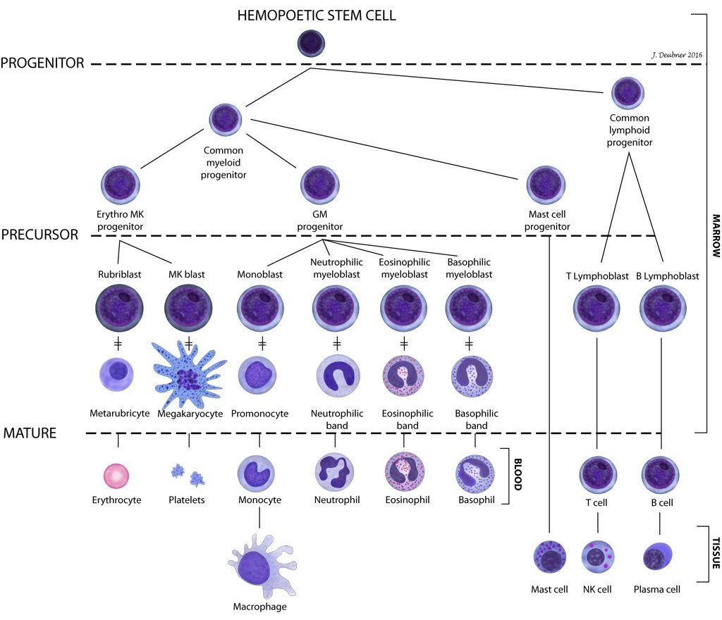 Figure 1.1: The cells of the blood and lymphoid organs and their precursors in the bone marrow.