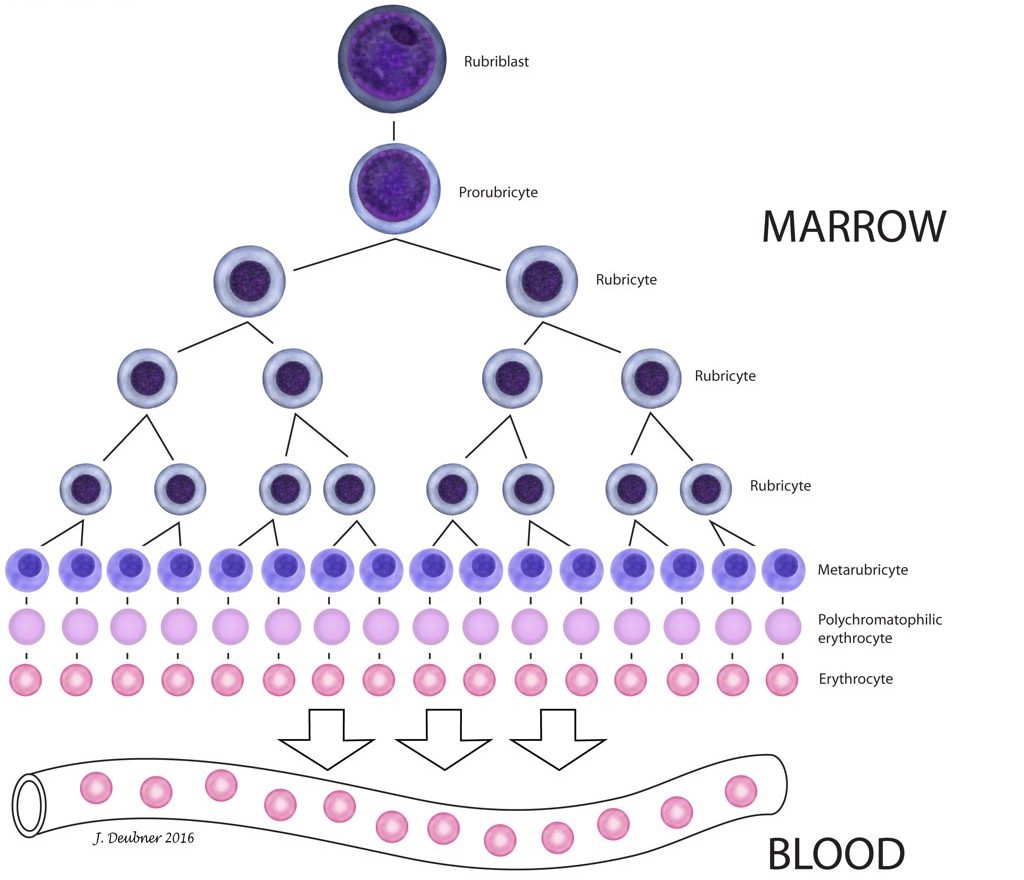 Figure 1.2: Erythrocyte kinetics. After stimulation by erythropoietin (EPO), cells in the committed erythroid compartment differentiate into rubriblasts followed by mitotic division and maturation to mature erythrocytes.