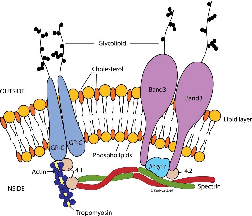 Figure 1.30 The red blood cell cytoskeleton. GP-C is glycoprotein C.