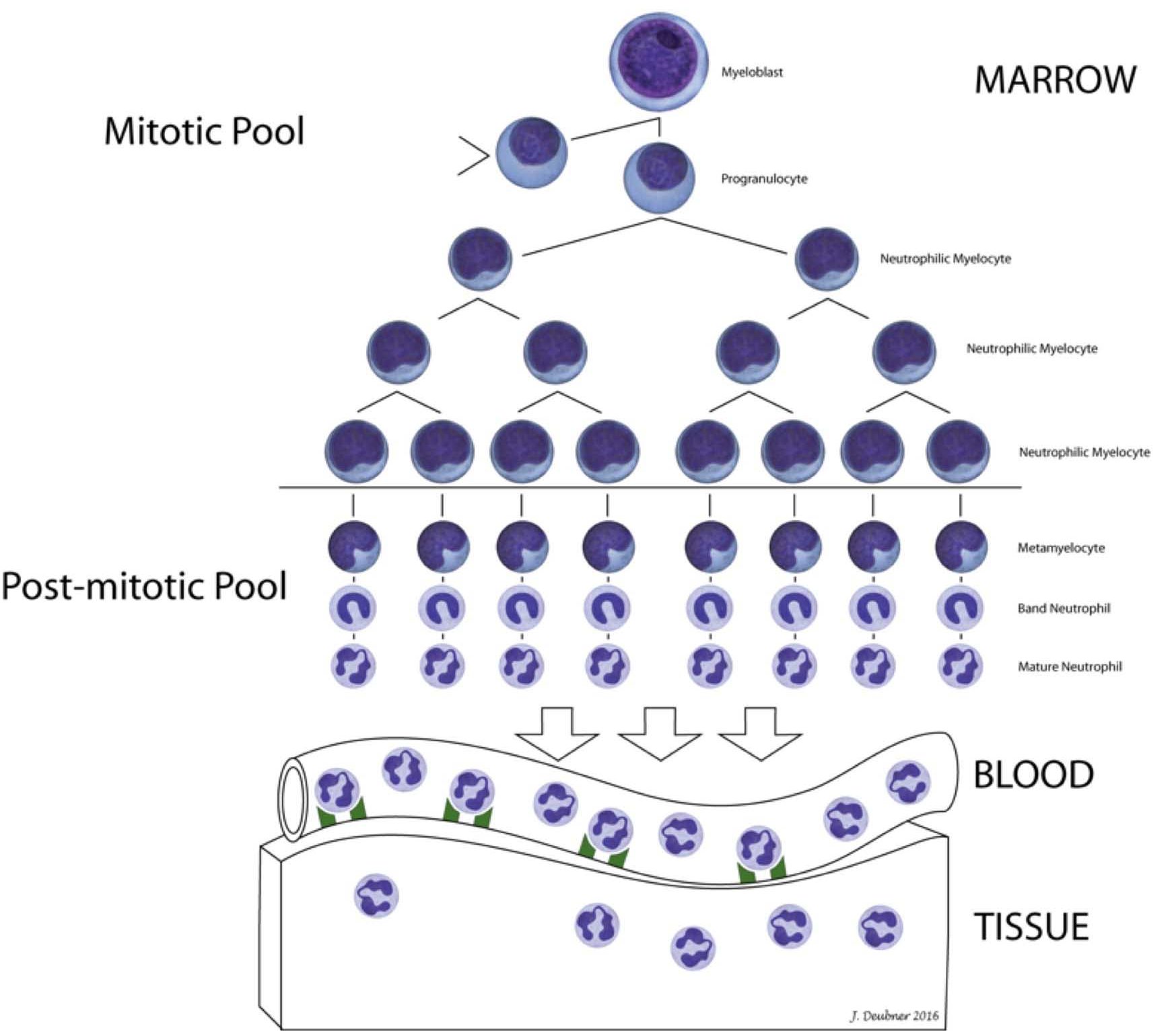 Figure 2.1 Neutrophil kinetics in health. The committed neutrophil precursor differentiates to the myeloblast which divides and differentiates to a mature neutrophil. Myeloblast to myelocyte represents the mitotic (proliferating) neutrophil pool, and metamyelocyte to mature neutrophil represents the post-mitotic (maturation and storage) neutrophil pool. In health, the total time in the mitotic phase is about 3 days. The interval from metamyelocyte to mature neutrophil in the post-mitotic phase is also about 3 days, in most animals. Peripheral blood neutrophils are in either the circulating pool (free in the circulation) or marginating pool (shown bound to receptors on the vascular endothelium). The marginating pool is positioned to migrate into tissues as required. Blood is collected by venipuncture from the circulating neutrophil pool. (Courtesy of Dr. Juliane Deubner, Medical Illustrator, Western College of Veterinary Medicine, University of Saskatchewan.)