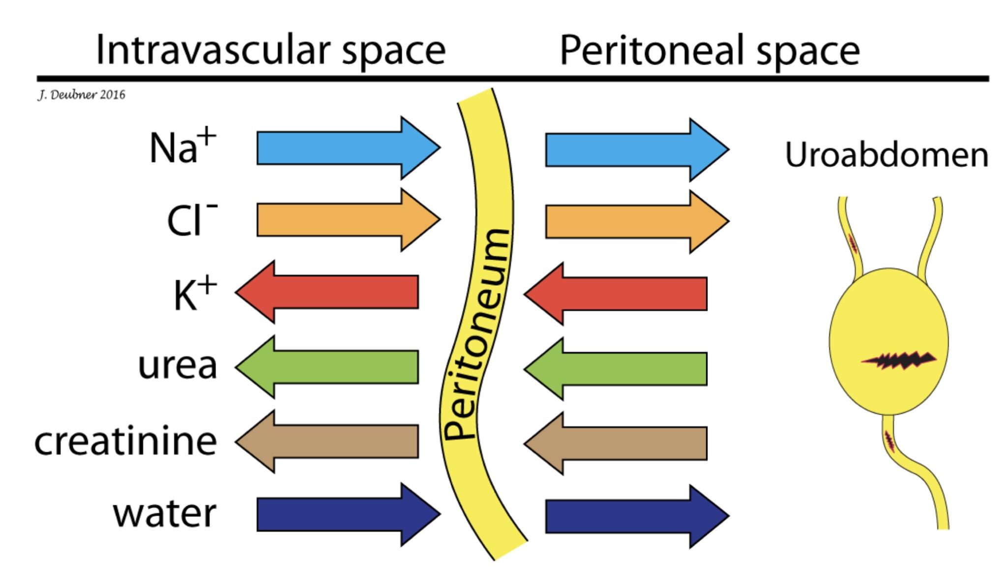 Figure 7.1. Mechanism of biochemical abnormalities associated with uroabdomen due to movement of substances and fluid along a concentration gradient. Urine typically contains a low concentration of Nat and CT, high concentration of K* , urea and creatinine. Therefore uroabdomen (due to leakage from urinary bladder, urethra, or ureter as depicted in diagram on right) may result in hyponatremia, hypochloremia, hyperkalemia (variable) and azotemia. Hemoconcentration often occurs because water is drawn into the abdomen due to the high osmolarity of urine.