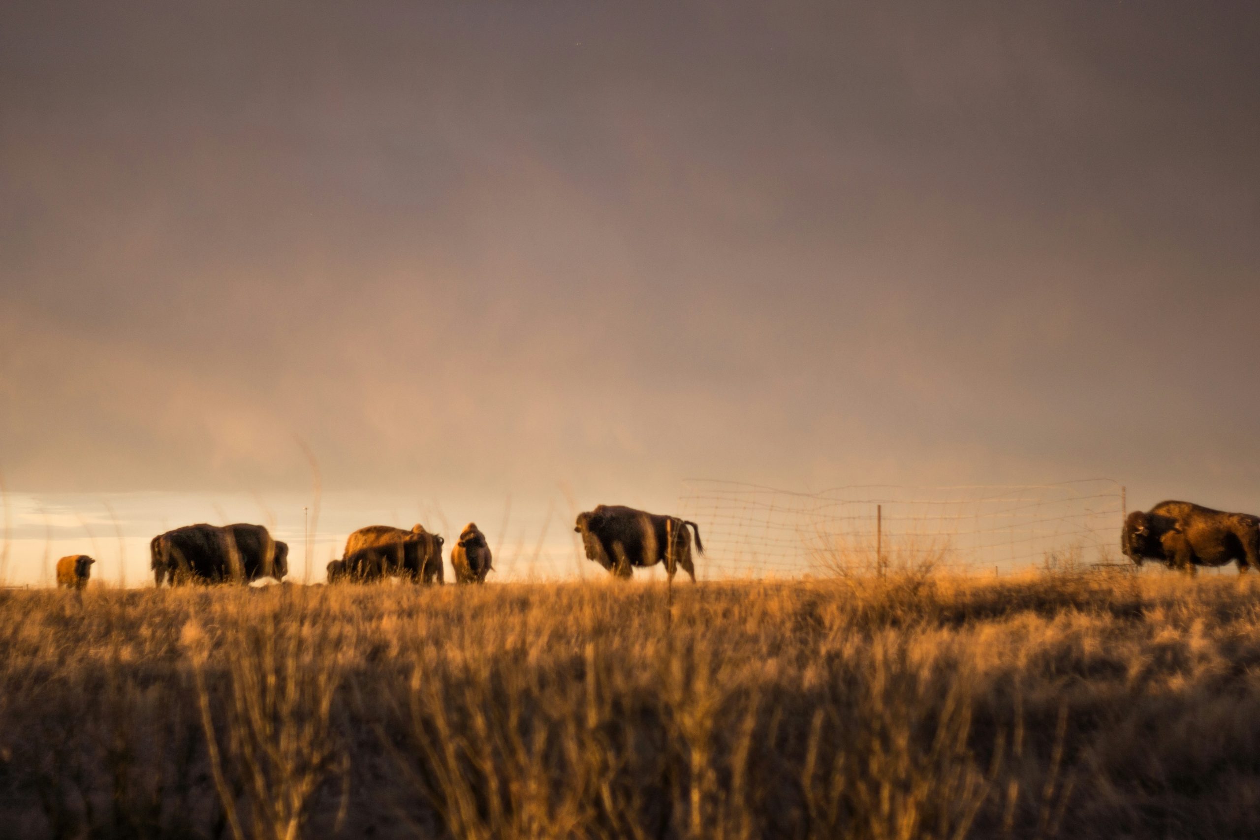 Bisons in grass field or nothing if this is a decorative image.
