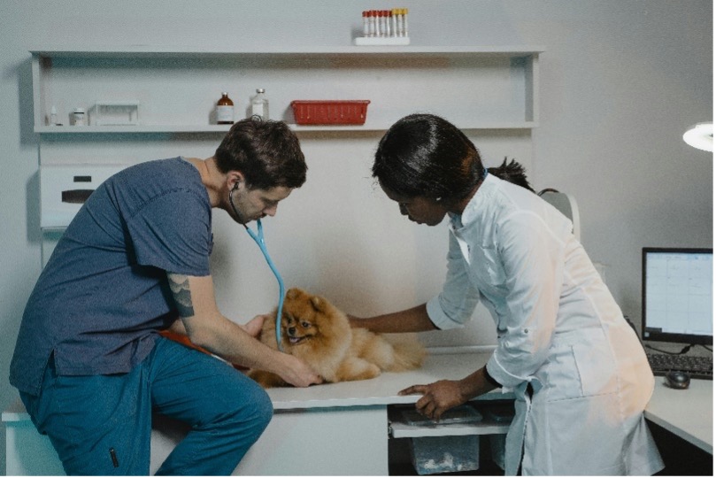 A larger golden dog getting treated by two veterinary professionals.