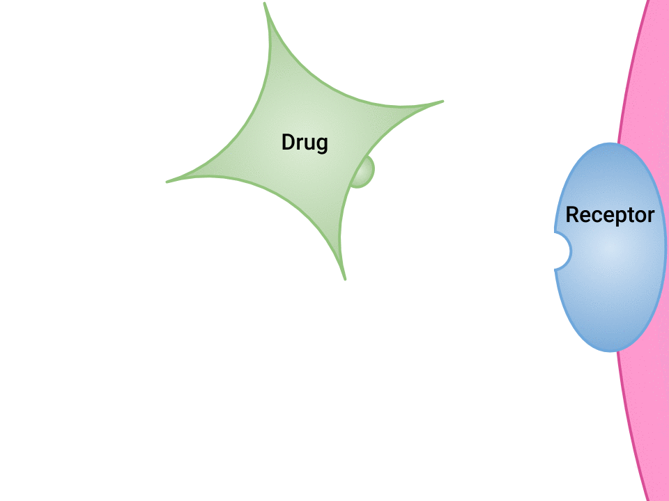 Drug and Receptor Binding" by Dominic Slausen at Chippewa Valley Technical College is licensed under CC BY 4.0 Animated image of drug binding to receptor