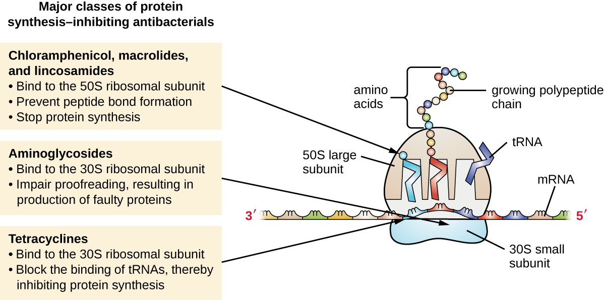 "Unknown" by CNX OpenStax is licensed under CC BY 4.0 Access for free at https://openstax.org/books/microbiology/pages/14-3-mechanisms-of-antibacterial-drugs. CC BY 4.0 Illustration of medications that inhibit protein synthesis with labels. Breaks medications into three major classes. Chloramphenicol, macrolides and licosamides. Aminoglycosides. Tetracyclines.