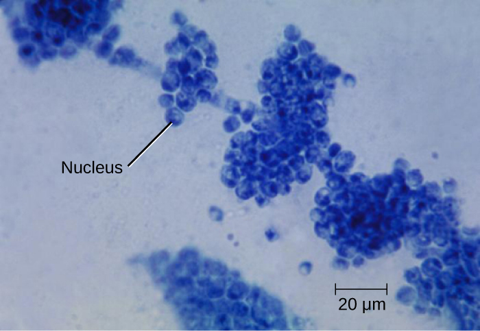 This work is a derivative of "Candida albicans" by CDC/ Dr. Gordon Roberstad, https://cnx.org/contents/y54zcuVm@1/Characteristics-of-Fungi, licensed under CC0 Photomicrograph of the fungus Candida albicans, with nucleus labeled.