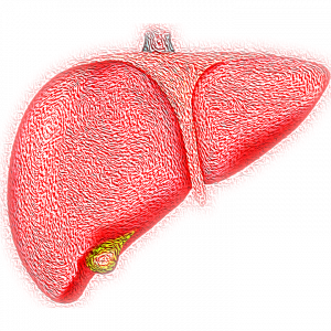 'Liver Hepatic Organ Jaundice Bile Fatty Liver - Liver' by VSRao is licensed under CC0 Image of a human liver