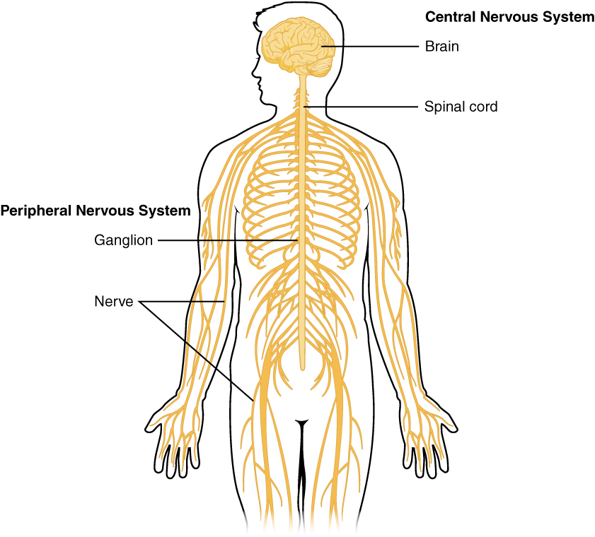 "1201 Overview of Nervous System.jpg" by OpenStax is licensed under CC BY 4.0 Access for free at https://openstax.org/books/anatomy-and-physiology/pages/12-1-basic-structure-and-function-of-the-nervous-system Illustration of human body showing labeled parts of Central Nervous System