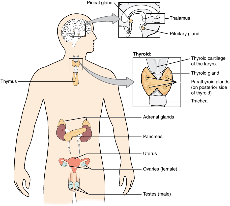 "1801 The Endocrine System.jpg" by OpenStax is licensed under CC BY 4.0 Access for free at https://openstax.org/books/anatomy-and-physiology/pages/17-1-an-overview-of-the-endocrine-system Illustration of human body showing labeled parts of endocrine system