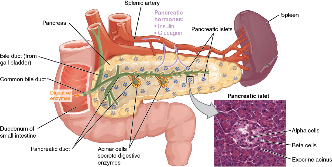 "1820 The Pancreas.jpg" by OpenStax is licensed under CC BY 4.0 Access for free at https://openstax.org/books/anatomy-and-physiology/pages/17-9-the-endocrine-pancreas Illustration and micrograph showing pancreas and surrounding structures, with labels.