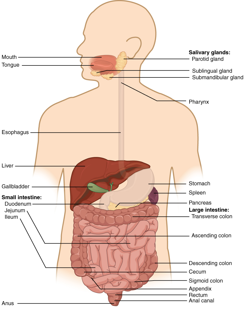 "Components of the Digestive System" by CNX OpenStax is licensed under CC BY 4.0 Access for free at https://openstax.org/books/anatomy-and-physiology/pages/23-1-overview-of-the-digestive-system Illustrations showing labeled components of the GI system on a human torso