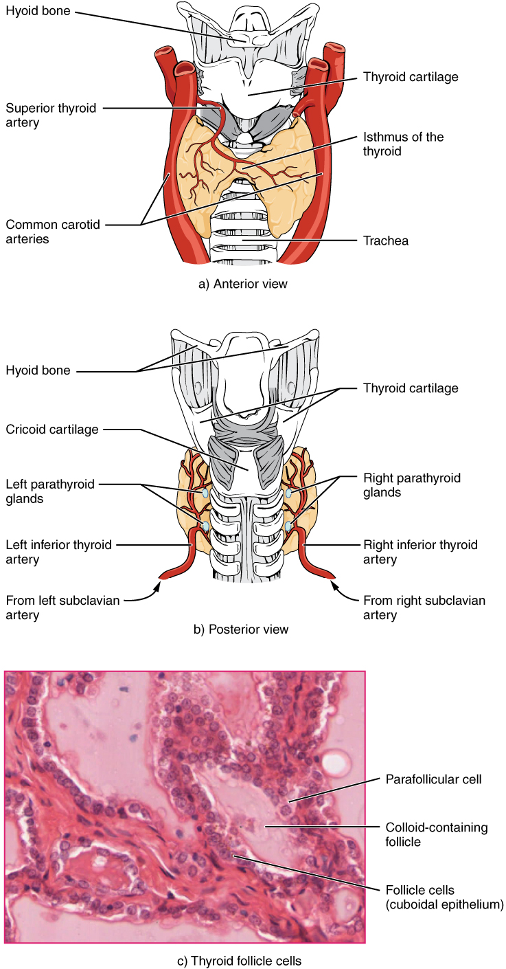 "1811 The Thyroid Gland.jpg" by OpenStax College is licensed under CC BY 3.0 Access for free at https://openstax.org/books/anatomy-and-physiology/pages/17-4-the-thyroid-gland Illustration and micrograph showing thyroid and surrounding structures.