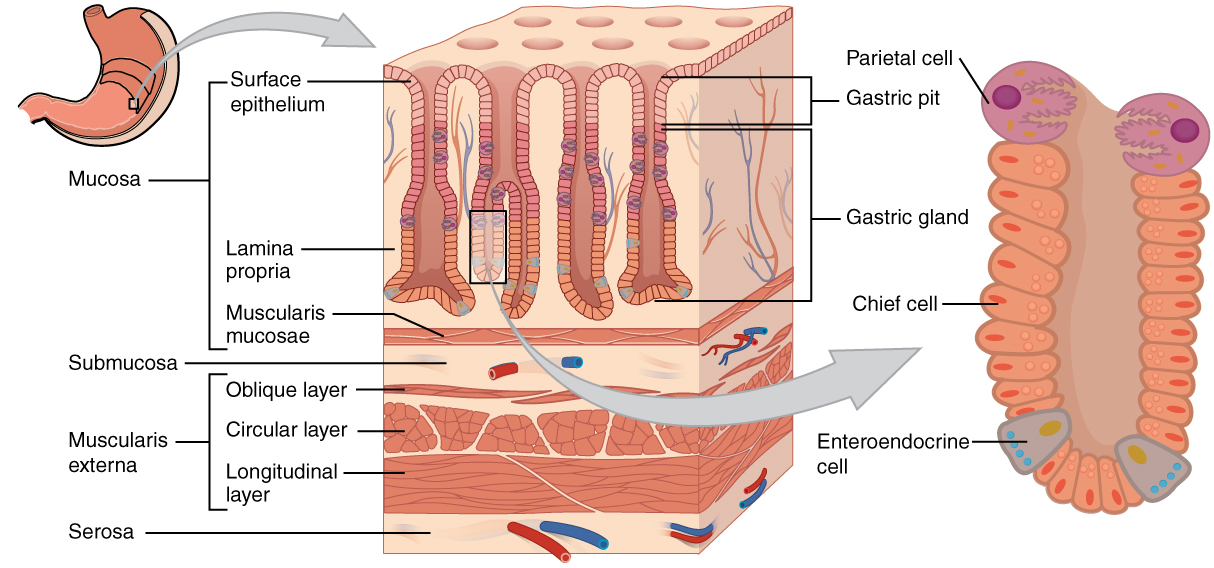 "Histology of the Stomach" by CNX OpenStax is licensed under CC BY 3.0 Access for free at https://cnx.org/contents/FPtK1zmh@16.7:O9dvCxUQ@8/23-4-The-Stomach Illustration showing labeled parts of stomach with enlargement of the gastric gland.