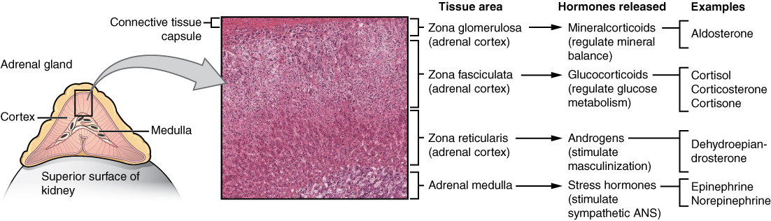 "1818 The Adrenal Glands.jpg" by OpenStax is licensed under CC BY 4.0 Access for free at https://openstax.org/books/anatomy-and-physiology/pages/17-6-the-adrenal-glands Illustration showing enlarged view of adrenal gland and micrograph cross section of tissues.