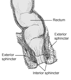 "Anorectum.gif" by U.S. Government National Institutes of Health is licensed under CC0 Illustration of anorectum with labels