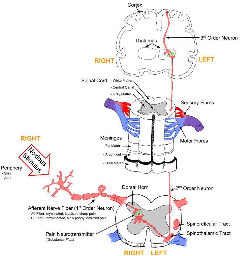 "Sketch colored final.png" by Bettina Guebeli is licensed under CC BY-SA 4.0 Illustration, with labels, showing signal pathway from periphery all the way to cortex