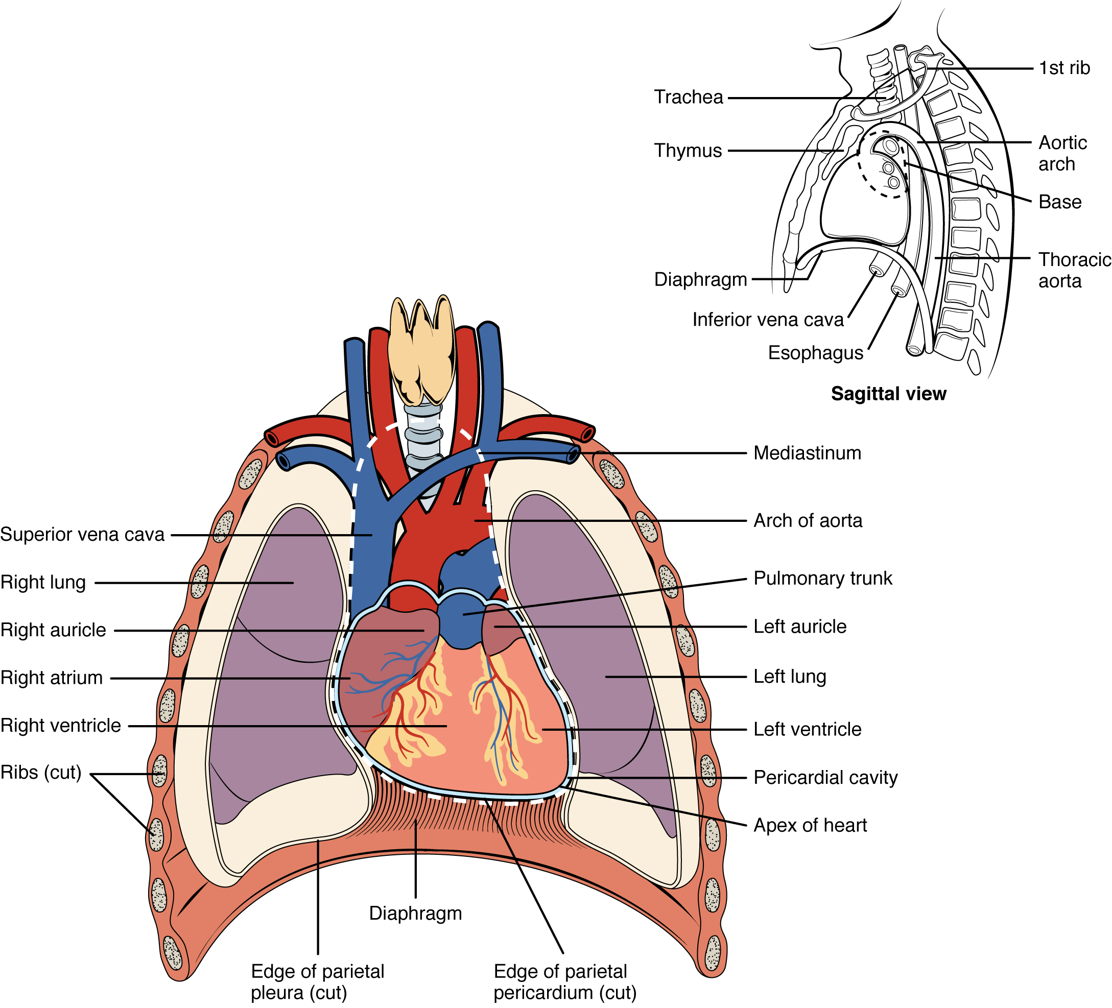 "Position of the Heart in the Thorax" by OpenStax College is licensed under CC BY 4.0 Access for free at https://openstax.org/books/anatomy-and-physiology/pages/19-1-heart-anatomy Illustration, with labels, showing position of the heart in the thoracic cavity.