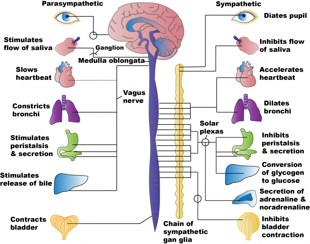 Untitled image by Meredith Pomietlo for Chippewa Valley Technical College is licensed under CC BY 4.0 Diagram showing parts of parasympathetic and sympathetic stimulation on labeled target organs.