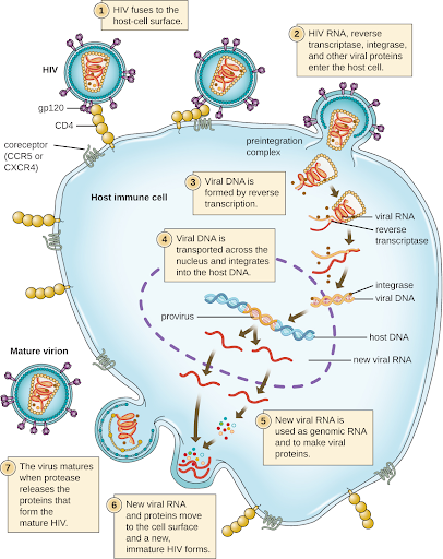 This work is a derivative of "HIV Virus Replication Cycle" by NIAID, https://www.flickr.com/photos/niaid/5057022555/in/album-72157625994990013/, licensed under CC BY 2.0 Illustration with labels showing HIV attached to cell surface receptor