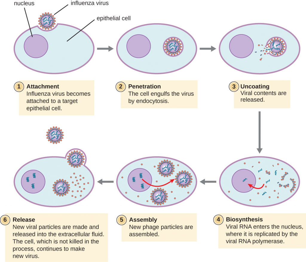 "Unknown" by CNX OpenStax is licensed under CC BY 4.0 Access for free at https://openstax.org/books/microbiology/pages/6-2-the-viral-life-cycle CC BY 4.0 Illustration of Influenza virus attaching to target cell and replication within nucleus of cells.