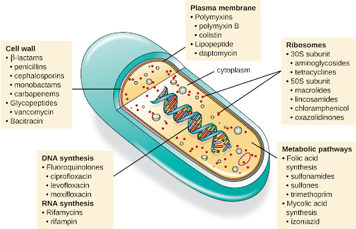 "OSC Microbio 14 02 Modes.jpg" by CNX Openstax is licensed under CC BY 4.0 Access for free at https://openstax.org/books/microbiology/pages/14-3-mechanisms-of-antibacterial-drugs Illustration of various mechanisms of actions of antimicrobial medication with labels