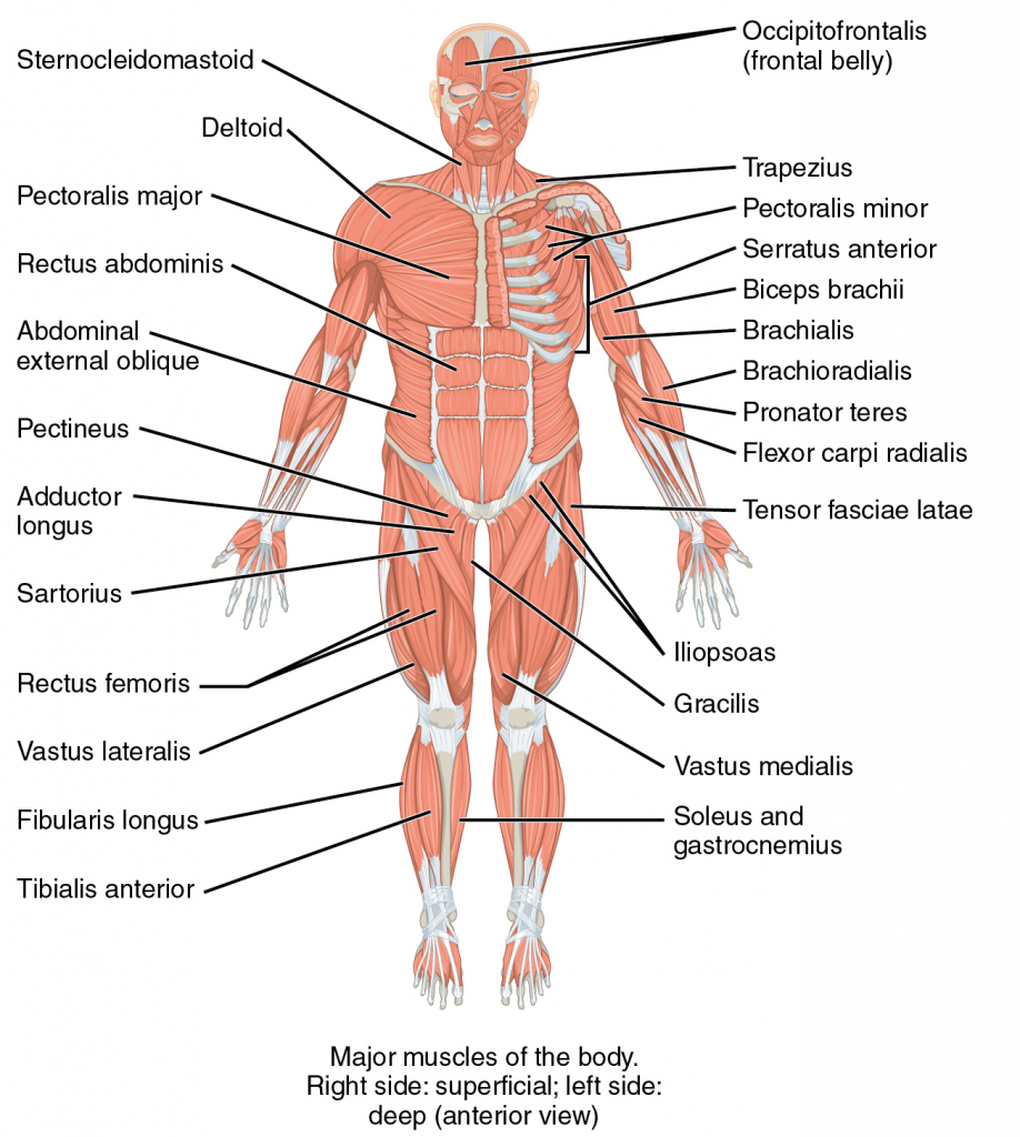 This image is a derivative of "1105 Anterior and Posterior Views of Muscles.jpg" by CFCF is licensed under CC BY 4.0 Illustration, with labels, of the musculoskeletal system.