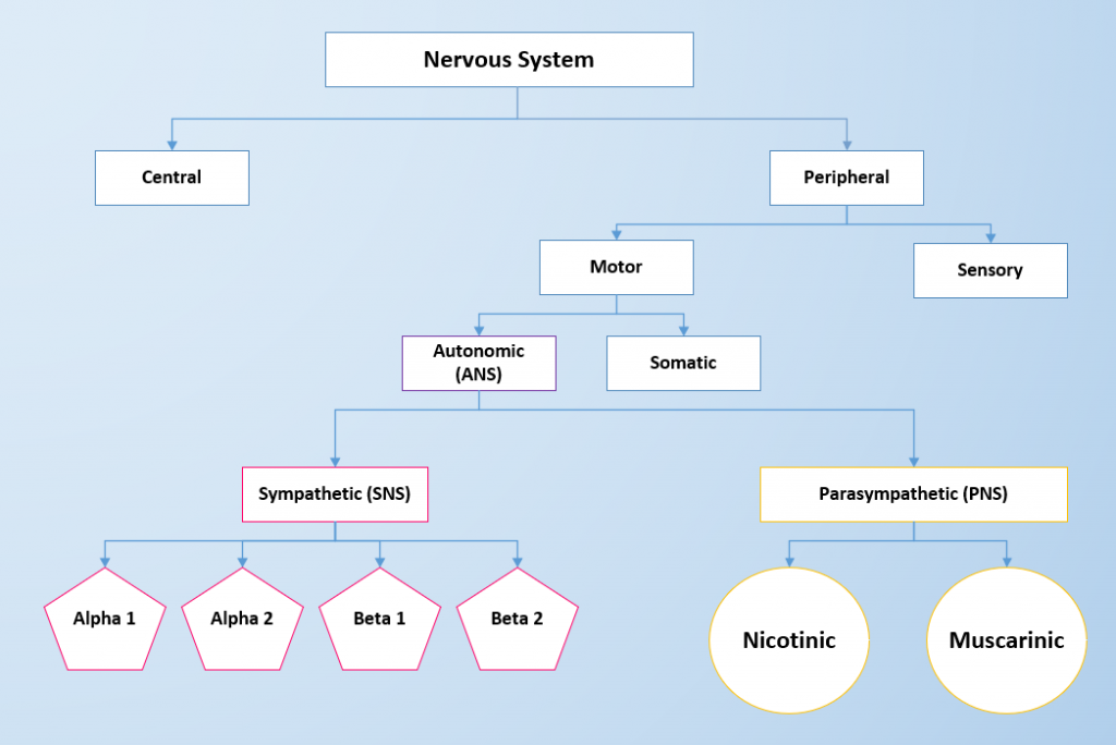 "Component of the Nervous System" by Chippewa Valley Technical College is licensed under CC BY 4.0 Concept map showing central and peripheral nervous systems, their functions and component parts.