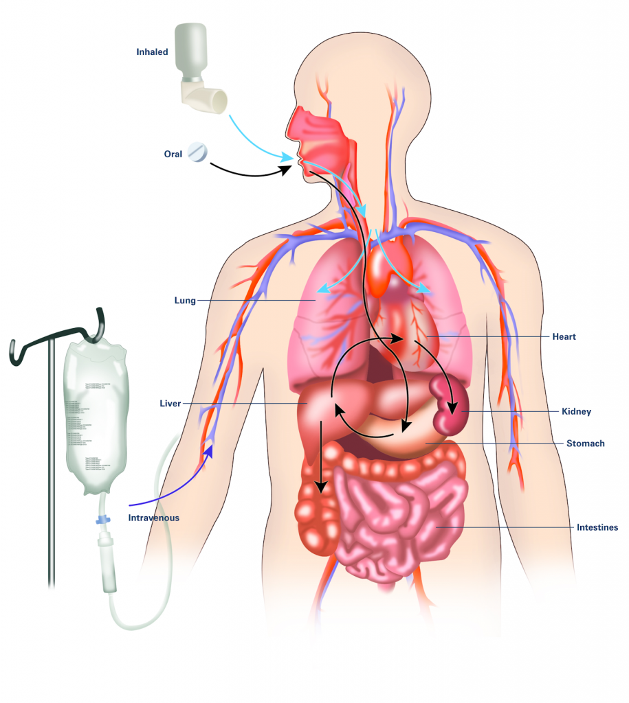 "A drug's life in the body (with labels)" by National Institute of General Medical Sciences Image and Video Gallery is licensed under CC NC-SA 3.0 Illustration of human body, from waist up, showing routes of medication administration