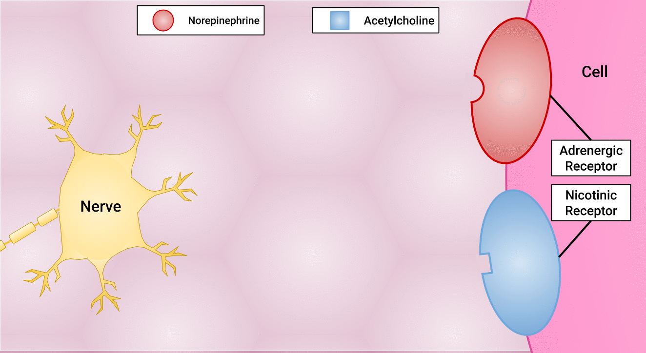 "Sympathetic and Parasympathetic Pre-and Postganglionic fibers and neuroreceptors" by Chippewa Valley Technical College is licensed under CC BY 4.0 Adrenergic & Nicotinic Receptors