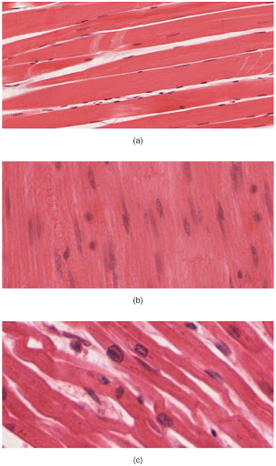 "414 Skeletal Smooth Cardiac.jpg" by OpenStax College is licensed under CC BY 4.0 Micrographs of three types of muscles