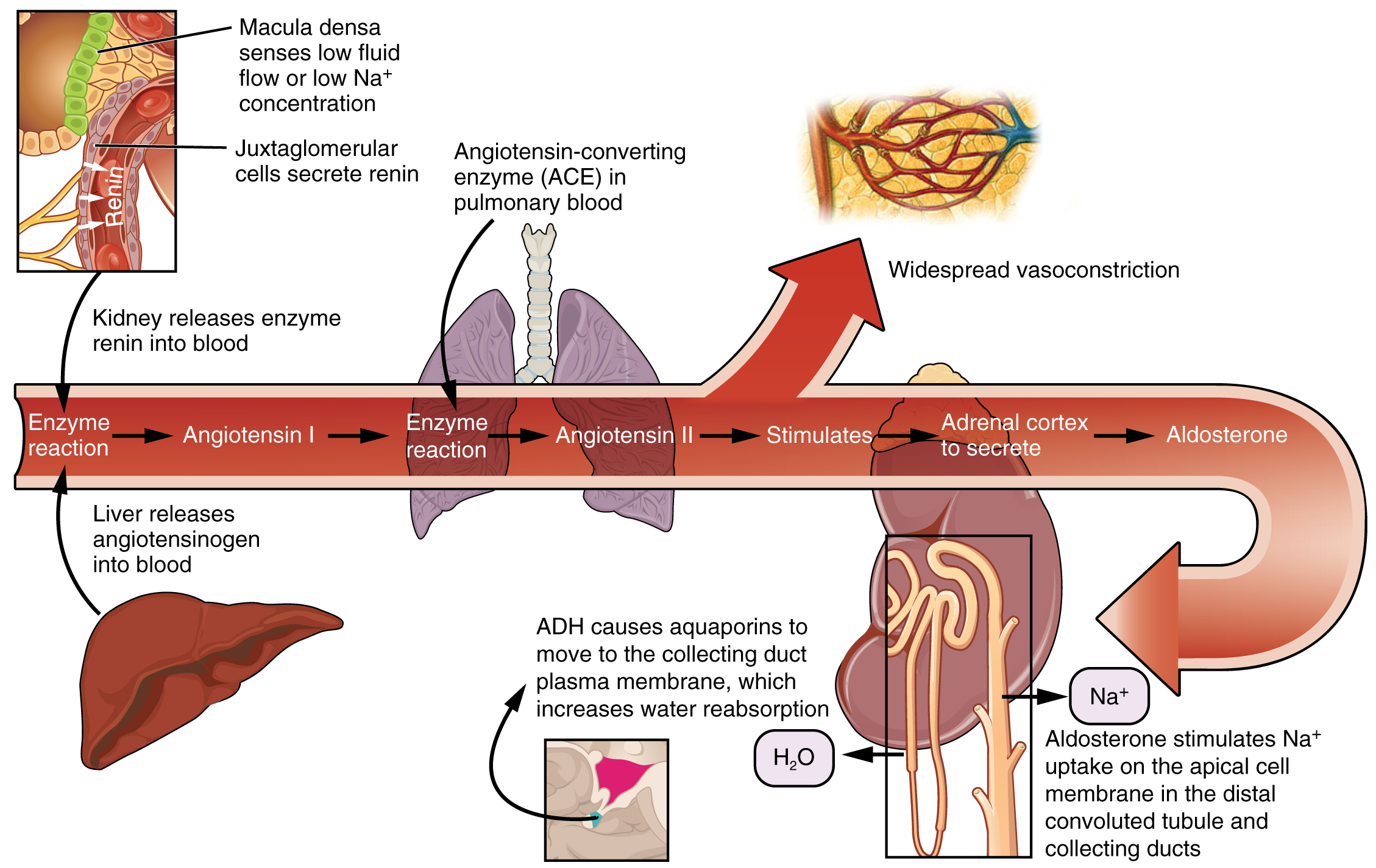 "2626 Renin Aldosterone Angiotensin.jpg" by OpenStax College is licensed under CC BY 4.0 Access for free at https://openstax.org/books/anatomy-and-physiology/pages/25-4-microscopic-anatomy-of-the-kidney Illustration, with labels, showing conversion of Angiotensin I to Angiotensin II