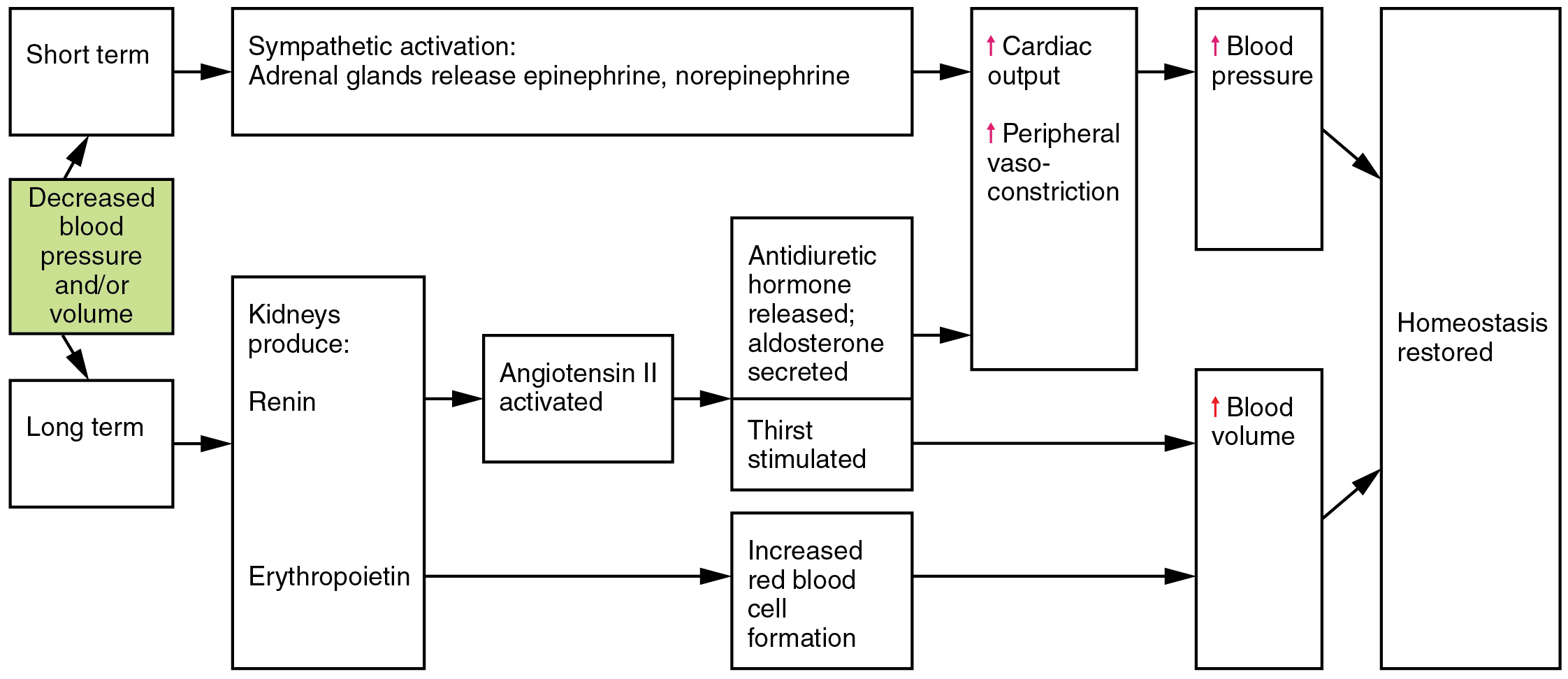 "2117 Renin Angiotensin Aldosterone Pathway.jpg" by OpenStax College is licensed under CC BY 4.0 Access for free at https://openstax.org/books/anatomy-and-physiology/pages/20-4-homeostatic-regulation-of-the-vascular-system Illustration of process chart showing Hormones Involved in Renal Control of Blood Pressure.