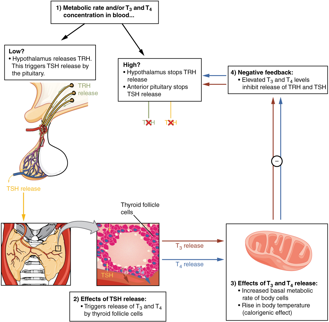 "1813 A Classic Negative Feedback Loop.jpg" by OpenStax College is licensed under CC BY 4.0 Access for free at https://openstax.org/books/anatomy-and-physiology/pages/17-4-the-thyroid-gland Illustration showing Negative Feedback loop, with labels.